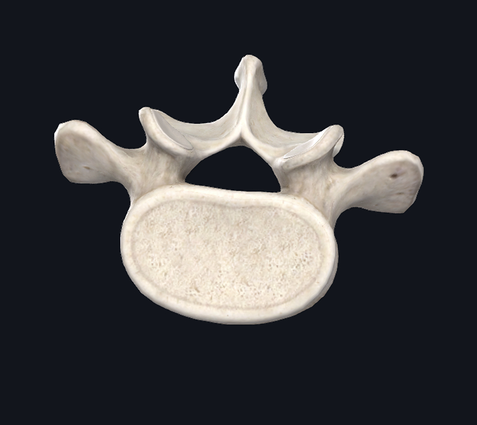 lumbar-vertebrae-view - Jaco Rehab