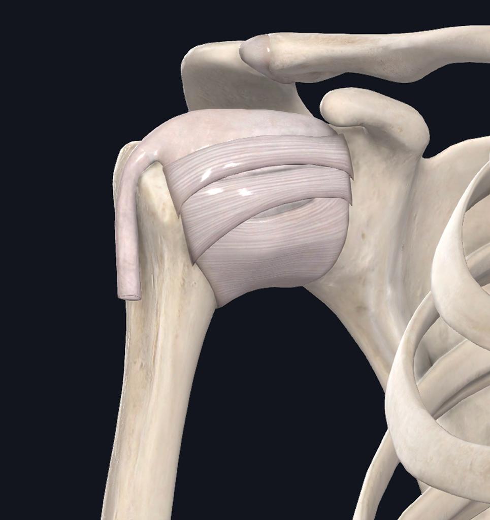 glenohumeral-ligaments - Jaco Rehab