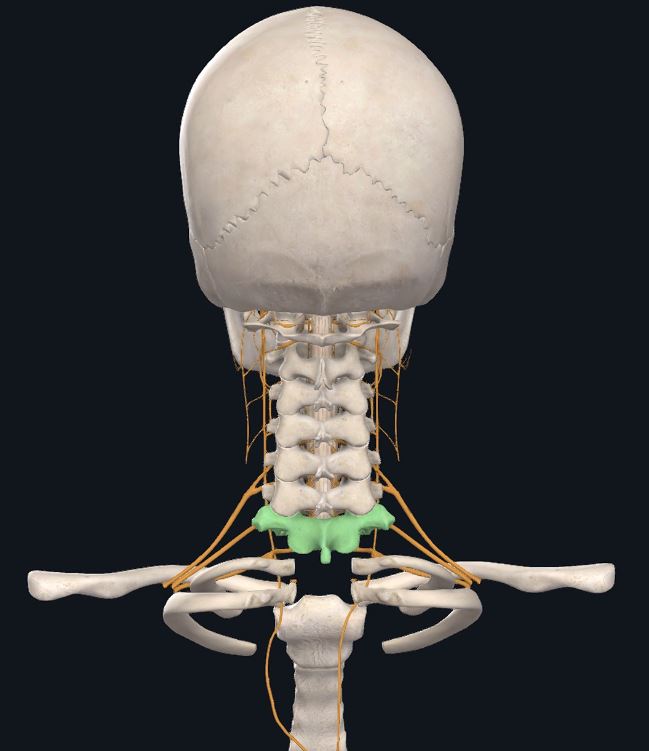 Cervical Spine Posterior with Nerves - Jaco Rehab