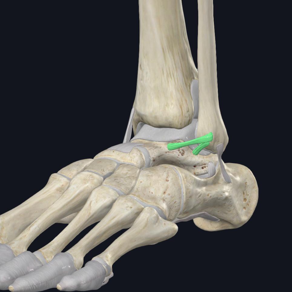 Lateral-ankle-ligament - Jaco Rehab