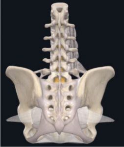 Back view of the ligaments surrounding the spine and pelvis